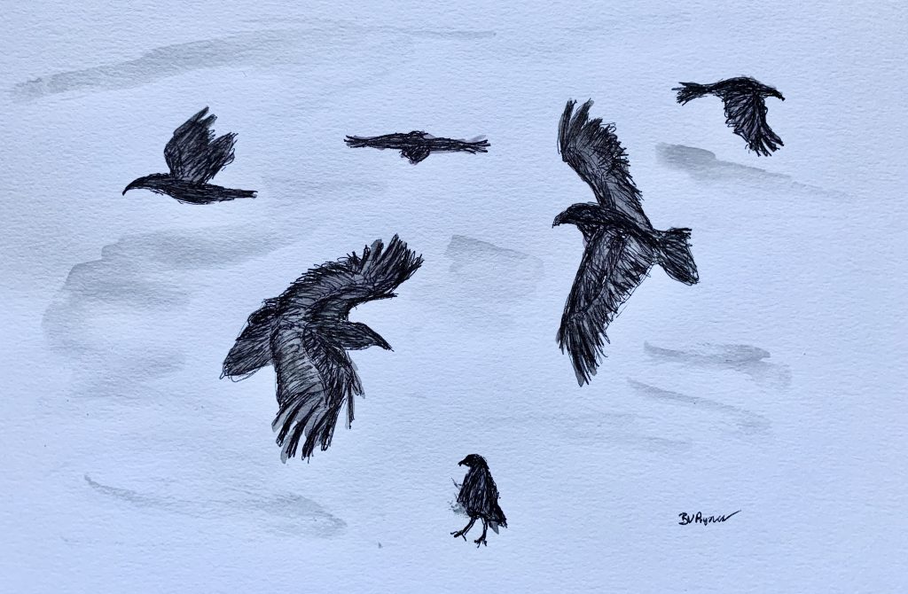 Ravens drawing