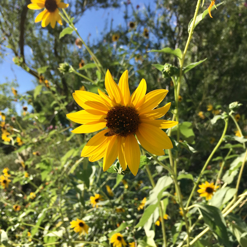 Bright yellow sunflower surrounded by smaller ones. Sídhe energy.