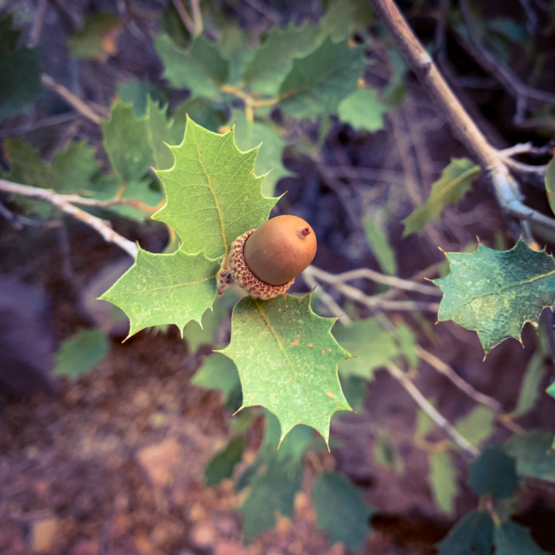 Close up of a desert oak acorn.