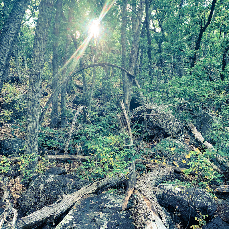 A dense forest of oak with fallen and bent branches and the sun shining through with lens flare.